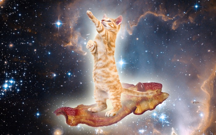 Bacon+cat+approves+_6164c6690b89078044f6