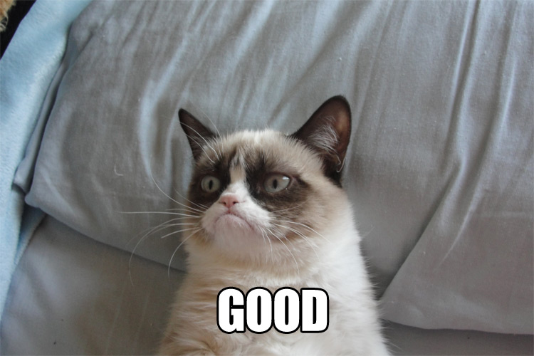 cat+s+face+when+_2b9cac0684822a4529bf3b0e99817a9c.jpg