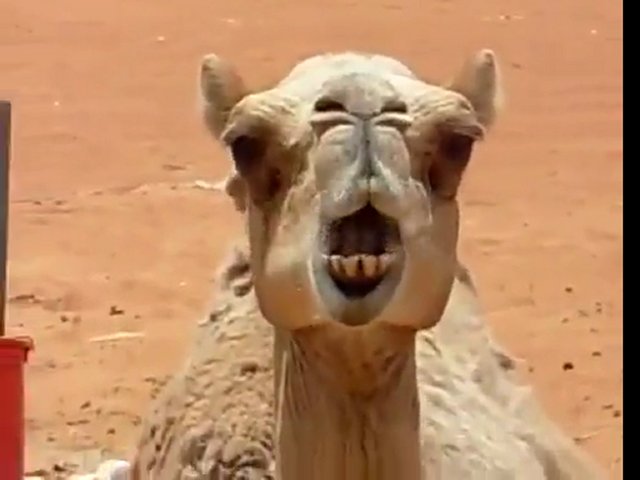 random+camel+facts+1+camels+_cf6180031ae9744e350d51e785c46887.jpg