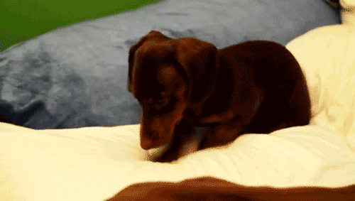 AWWWWWWWWW+Overwhelming+cuteness+Thanks+Everybody+Sorry+for+all+the+people+that_e09b6b_2637803.gif