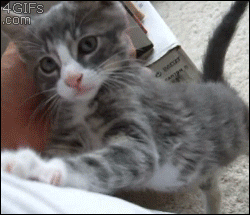 Adorable_bcdaab_5300439.gif