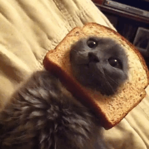 CATS!!!!!!!!!!!! Asian+Sandwich.+Dude+I+think+there+is+a+hair+in_6759ba_4271996