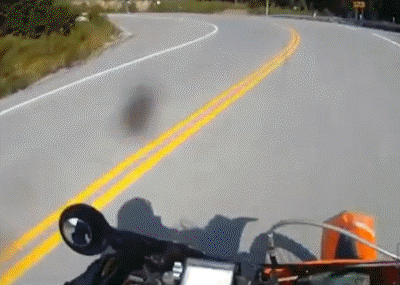 Bike+vs+deer+motorcycle+hits+deer_9e13ec