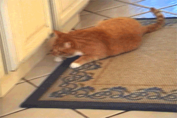 Cat+Does+a+Barrel+Roll+GIF.+Mylo+the+Cat+does_409bdb_4563678.gif