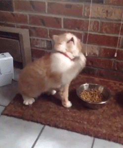 [Bild: Cat+sneezing+or+maybe+it+s+writing+a+sym...289506.gif]
