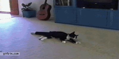 Cat Leaves Tail. &quot;go ...... on ..... without me!!!&quot;.