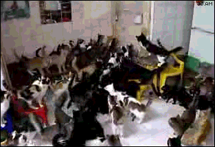 Cats_975823_1336054.gif