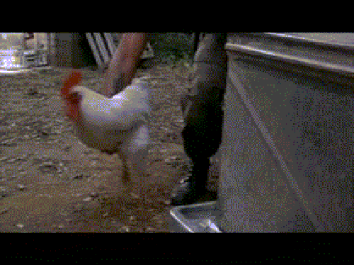 Chicken+Arrow_c67d9f_4912911.gif. 