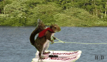 Commando+v+water+skiing+squirrel+commando+v+water+skiing+squirrel_b2d371_3749322.gif