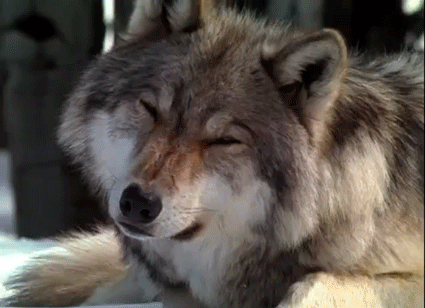 http://static.fjcdn.com/gifs/Confused+Wolf_530b18_3921270.gif