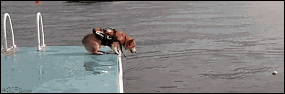 http://static.fjcdn.com/gifs/Corgi+bellyflop+digging+through+my+hard+drive+to+see+what_82ee63_5127373.gif