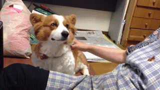 Corgi+if+this+doesnt+make+front+page+i+don+t+know_f69857_5146334.gif