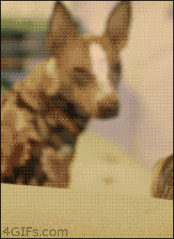 Cuban+pete+and+the+depressed+dobermans+just+type+sourceror+to_a1e6ee_5049765.gif