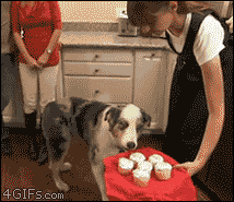 Cupcake Dog Gif