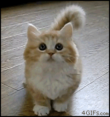 cute cat is searching the frontpage. can you help him to find the way ? he 's too cute .