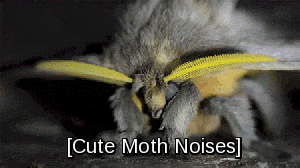 cute moth noises loop thing
