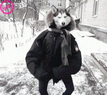 Dancing Russian Dog. Because it's possible.. The dog inside there must be like &quot; Wtf are you doing?! &quot; Any ways thumbs up from switzerland! .