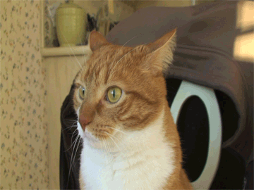 Dramatic Cat 2013 GIF. Animated gif from the video &quot;Dramatic Cat 2013&quot;, starring Mylo the Cat... THATS a dramatic cat