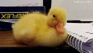 Duckling+trying+to+stay+awake.+stumbled+upon+this_6c1e7c_4991938.gif