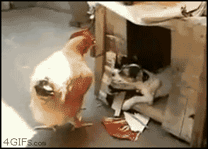 GIF Friday! (NSFW) - Page 6 Funniest+gif+I+ve+Seen+In+A+While.+Subscribe+for+regular_38d7fb_4276633