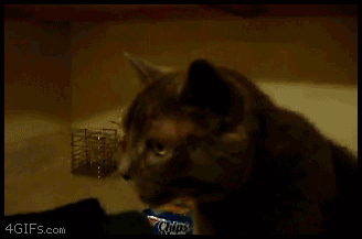 Funniest_396629_1989775.gif