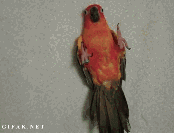 http://static.fjcdn.com/gifs/Good+night+post+your+best+bird+gif+pic+in+the+comments_1416d2_4767581.gif