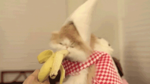 Have+a+cat..+What+organization+do+all+racist+banana+s+join+The_547034_5000239.gif