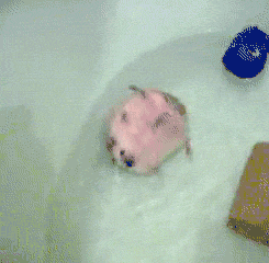 Swimming Hedgehog