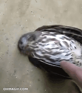 Hello+mr+owl+wake+up+it+s+morning+seriously+who+would_50dcd2_4648802.gif