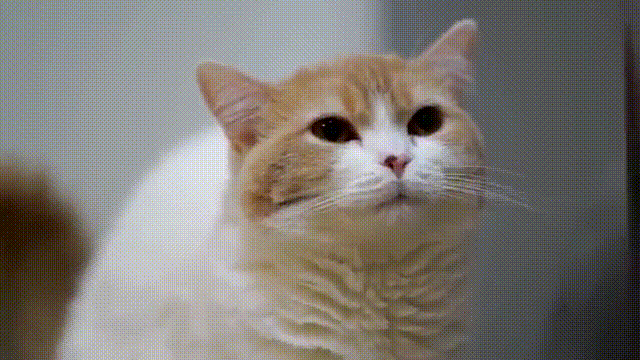 How+I+can+tell+my+cat+s+going+2_dec43b_4914591.gif