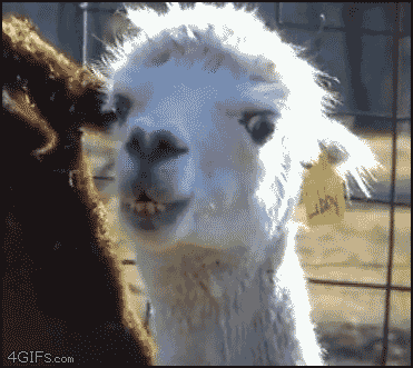 Llama+disapproves.+I+WAS+ONCE+A+TREEHOUS