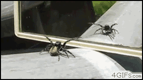 [Image: Lonely+spiderbro+dances+with+self+Obviou...374144.gif]