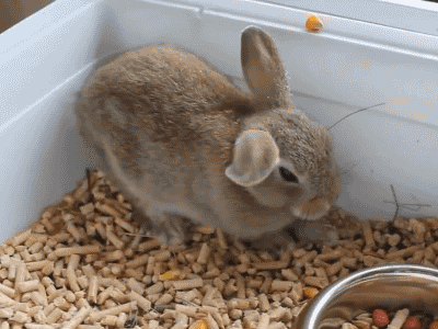 Look+at+this+adorable+motherfucker_ff0976_5216014.gif