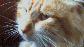 My+cat+s+reaction+to+a+fart.+sub+for+more+funny_304e67_4359570.gif