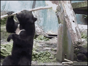 The Gif War - Page 3 Ninja+bear+he+knows+his+shit_d703cc_4109173