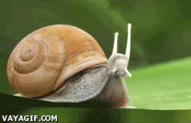 Nothing+to+do+here.+snail+version_d22dba_3585529.gif