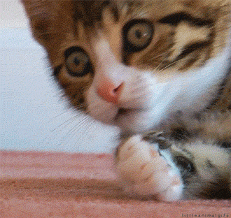 [Image: Oh...+no.....+Source+imgur+subscribe+or+...067831.gif]