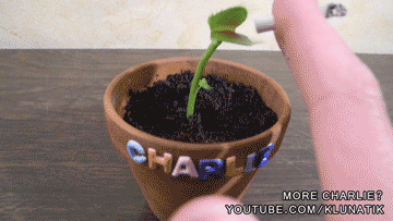 One+cool+plant_8a1079_5145356.gif