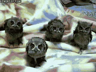 Owl+gang.+Rubber+trucking+owls+trucking+with+my+ship+come+at_336c87_3199217.gif