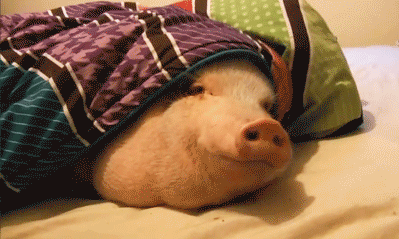 http://static.fjcdn.com/gifs/Pig+in+a+blanket+_8e5faf_5282803.gif