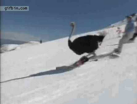 Real+skiing+ostrich_1b327a_5536950.gif