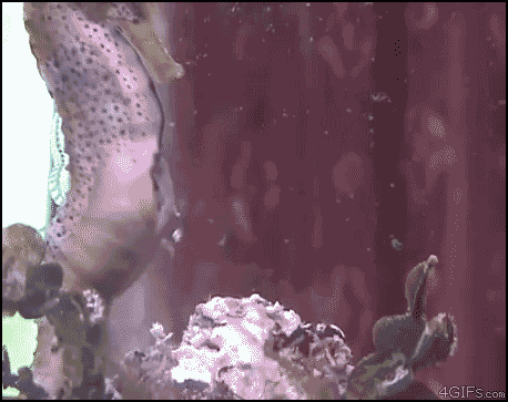 Seahorse+giving+birth....+I+m+amazed+and+kind+of+creeped+out_bf024f_3754307.gif
