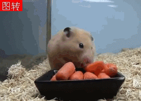 Small+hamster+eat+5+carrots+at+one+go+omg+didn+t_f11e50_4840251.gif