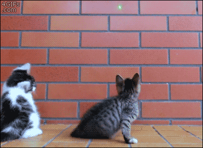 Wiggly Cat Gif 4