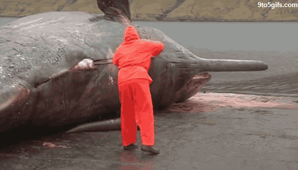 Sperm+Whale+Explosion+Wrecking+ball+gif.+The+sperm+whale+explodes_5f75ee_5124944.gif