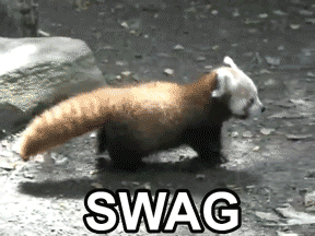 [Image: Swag+dem+red+panda+bitches+all+up+on+his...837044.gif]