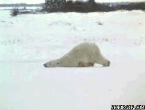 [Bild: Sweetie+Bear.+Polar+bear+knock+that+off+...708927.gif]