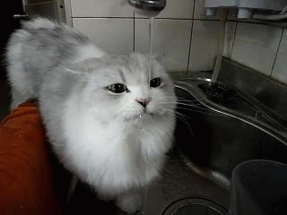 Thirst+cat+is+thirsty..+Your+beautiful+-_dc8b28_4125623.gif