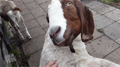 This+goat+really+turns+heads_554eb2_5336738.gif