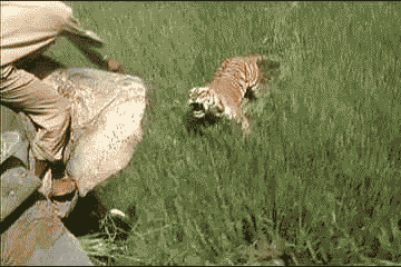 Tiger attacks elephant rider. .. Thank God my computer screen can protect me from this one...